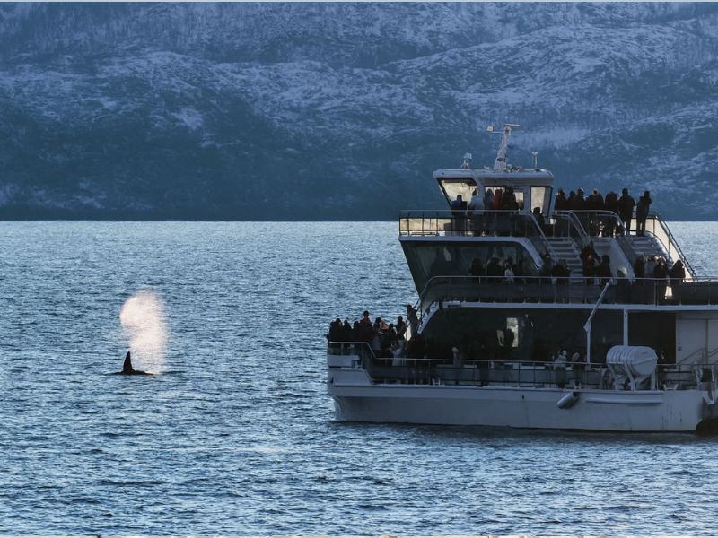 Tour de avistamiento de ballenas en lancha RIB en Skjervoy desde Tromsø